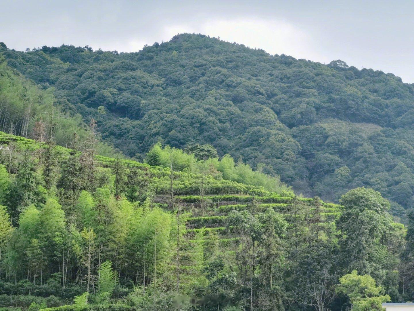 潮州凤凰山，位于广东省潮州市潮安区，有着独特地理环境。凤凰山因其周围茶园的出色口