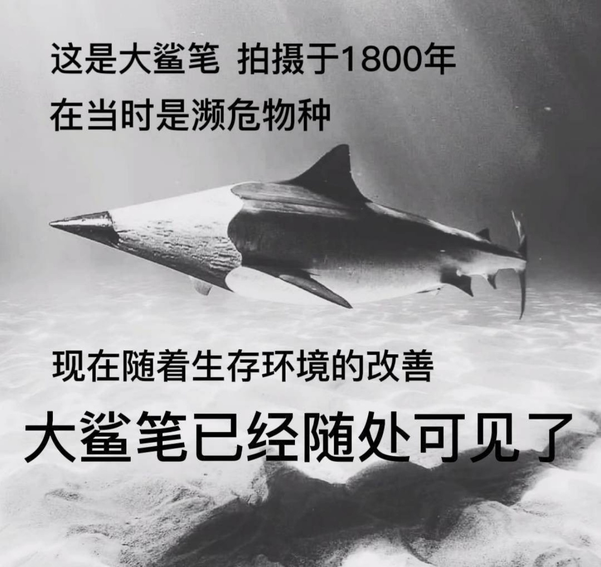 全红婵已报警实在想不出骂全红婵的XX都是什么脑回路……这张图很应景…… 