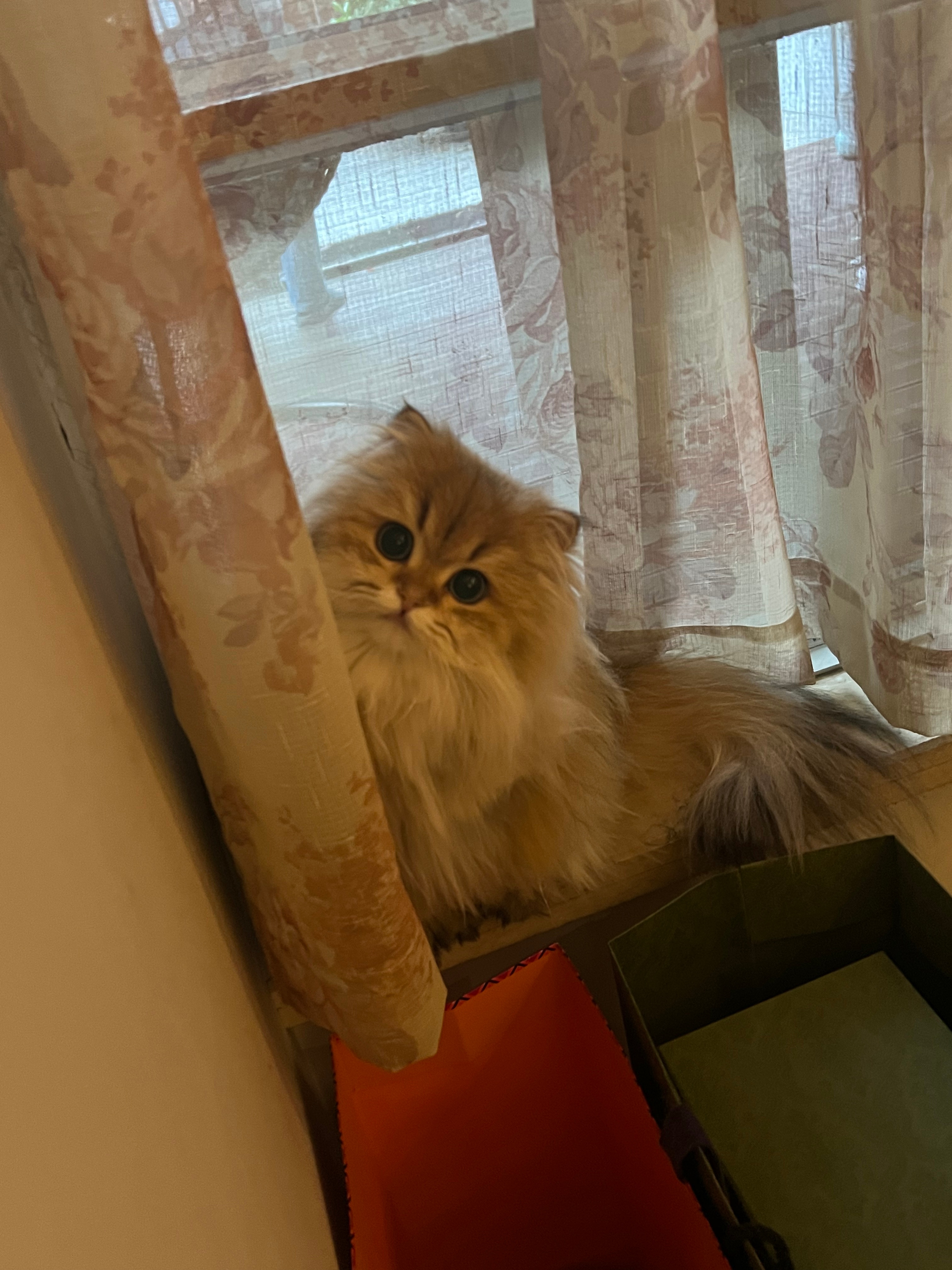 让我看看这是谁家的小可爱呀怎么长得这么水灵呢#英国长毛猫##金渐层##辣椒家新家