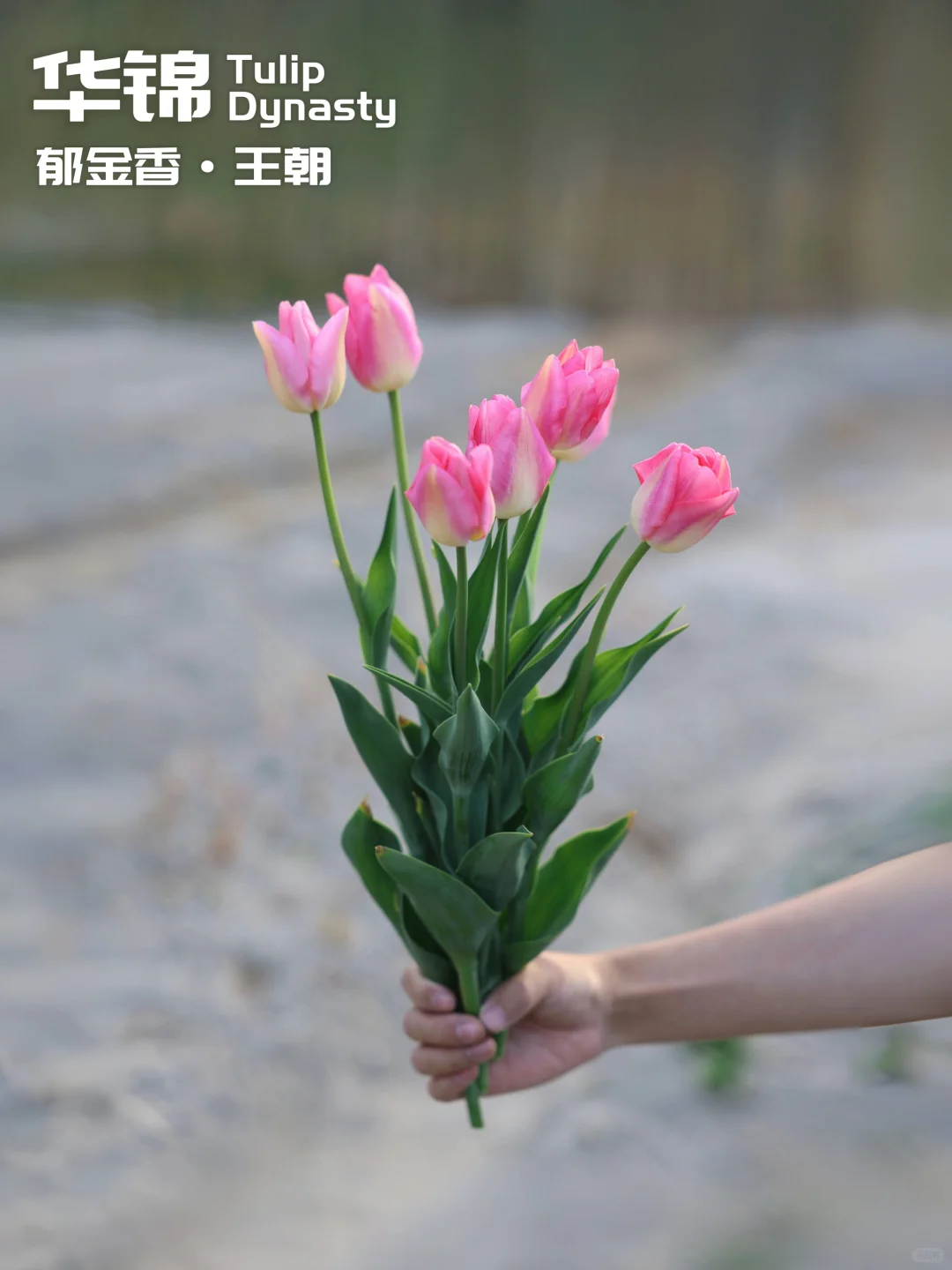郁金香只要种成功了，就没有丑的！！！没有！