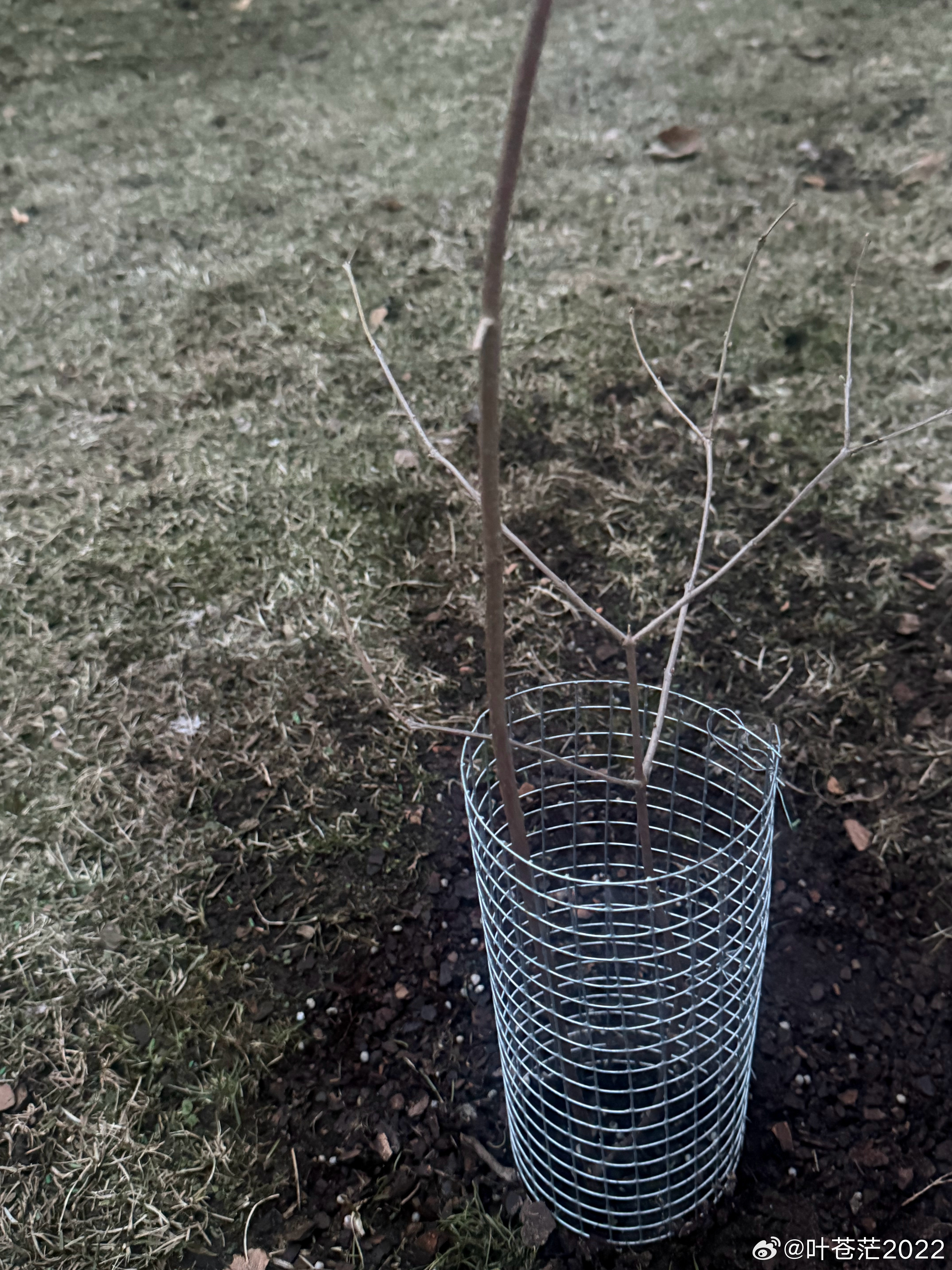 一月份从网上买到的腊梅树苗，今天终于种下了。希望能成活！ 