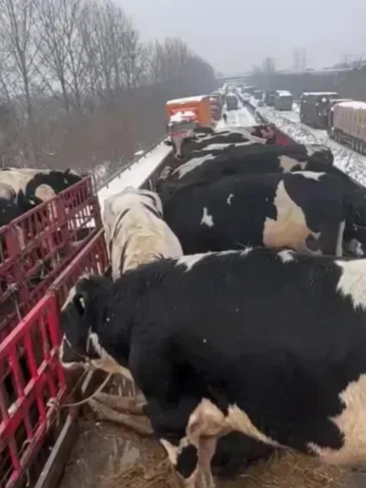 湖北高速堵车严重，有一辆拉牛的大车，堵两天了。早上，司机爬上去一看，乖乖，一头牛