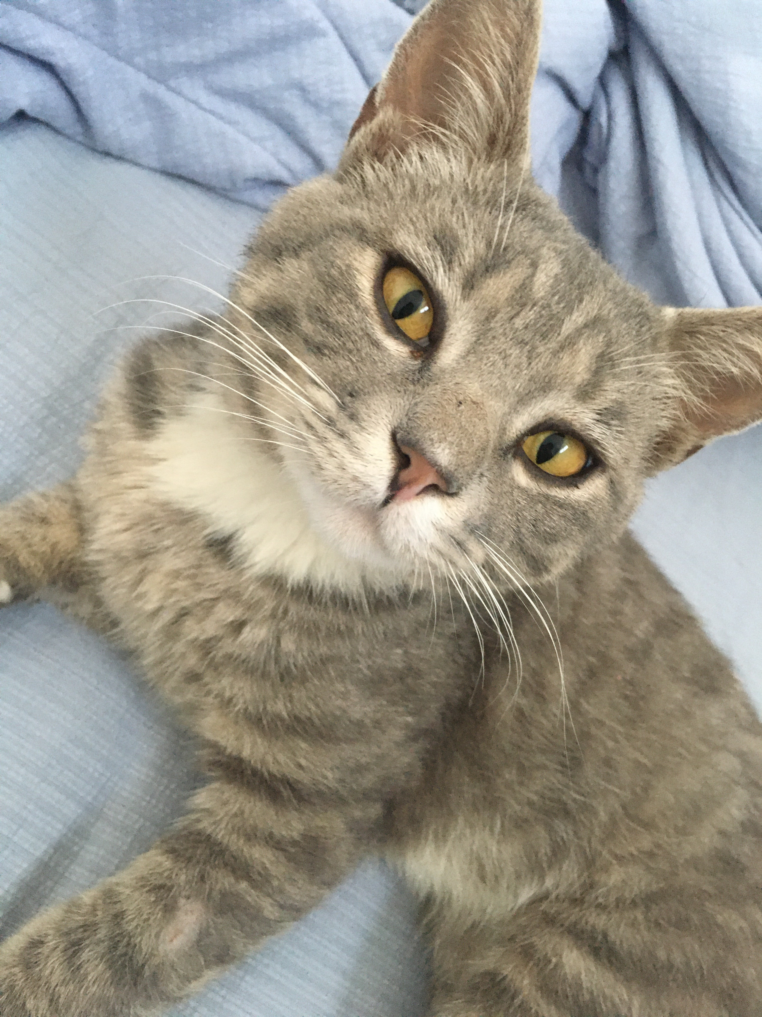 咪的天😼