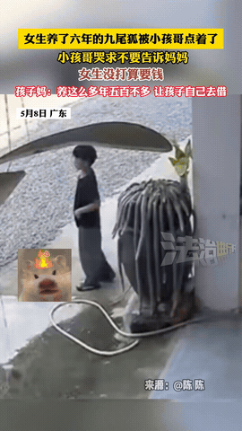 这才是正常家长！广东一女生养了六年的九尾狐花，结果被熊孩子点火烧了，女子见状立马
