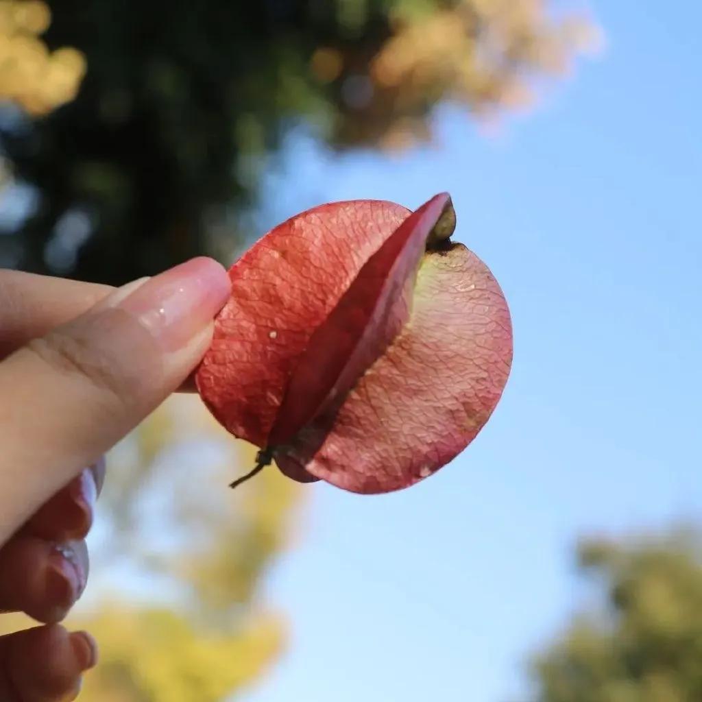 观悟：一只秋虫的下场
一只不知名的秋虫
在这个薄凉的秋夜
艰难地攀附在窗外的玻璃