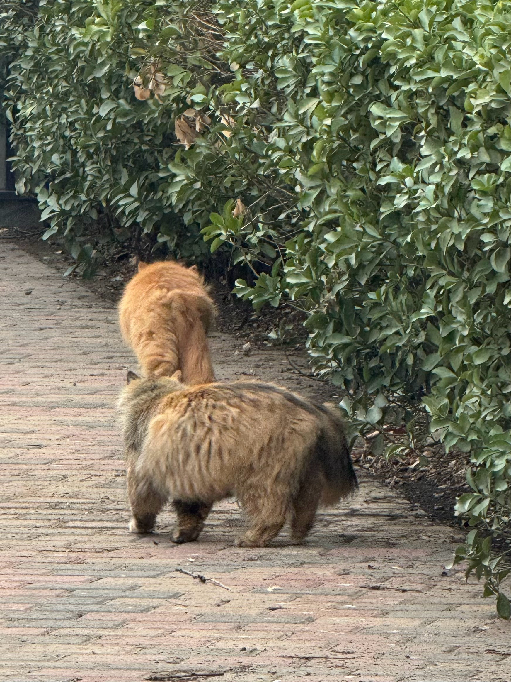 这也太圆滚滚了学校的流浪猫比我家猫还肥 ​​​