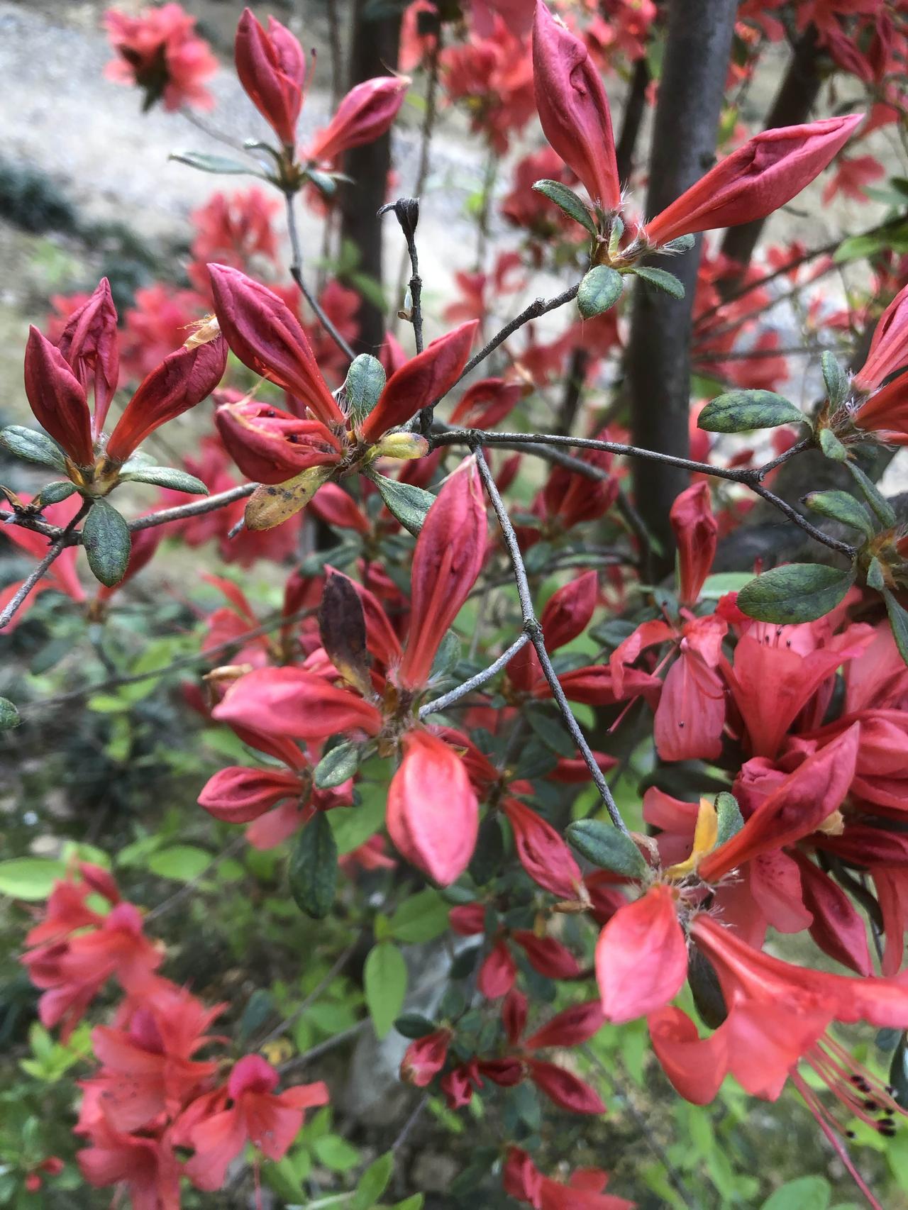 美丽的花儿，总让人开心！

美丽的心情从欣赏美丽的花儿开始！