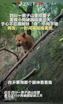 “笑不活了！”7月5日报道，四川，一只狗被困在山坡上，因为胆子小不敢下去，足足被