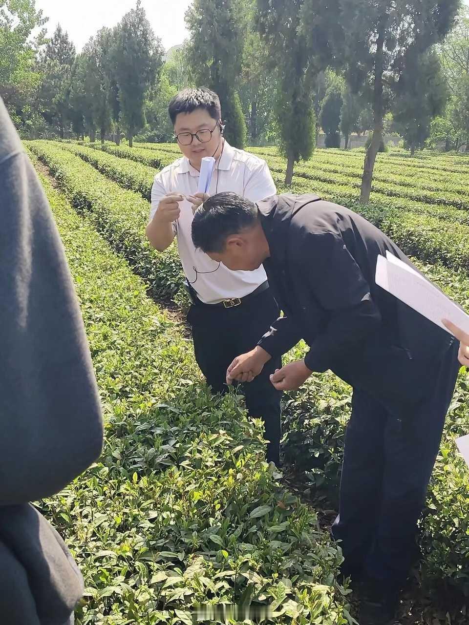 暑假社会实践三下乡【管理学院暑假社会实践】躬行茶山知农事，扎根乡土明初心曲阜师范