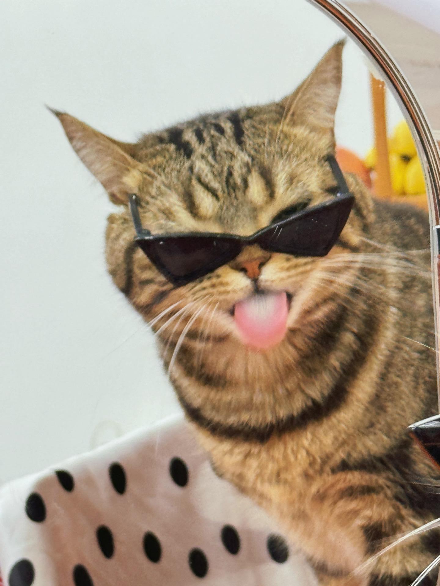 听说喜欢拽小猫！装的了