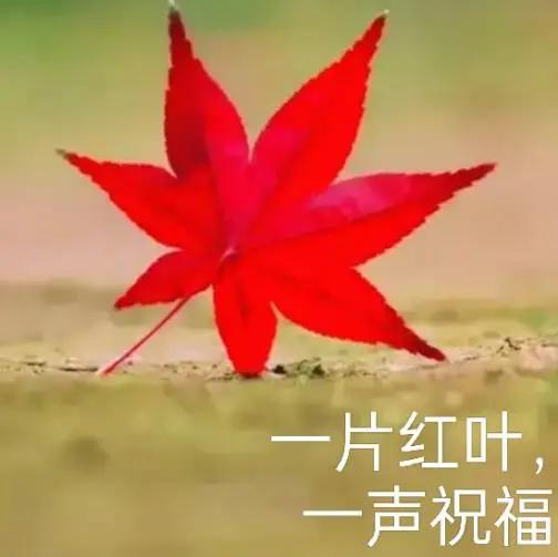 深秋霜降，菊花绽放，枫叶渐渐红。远眺山岗层林染，近观银杏金甲浓。