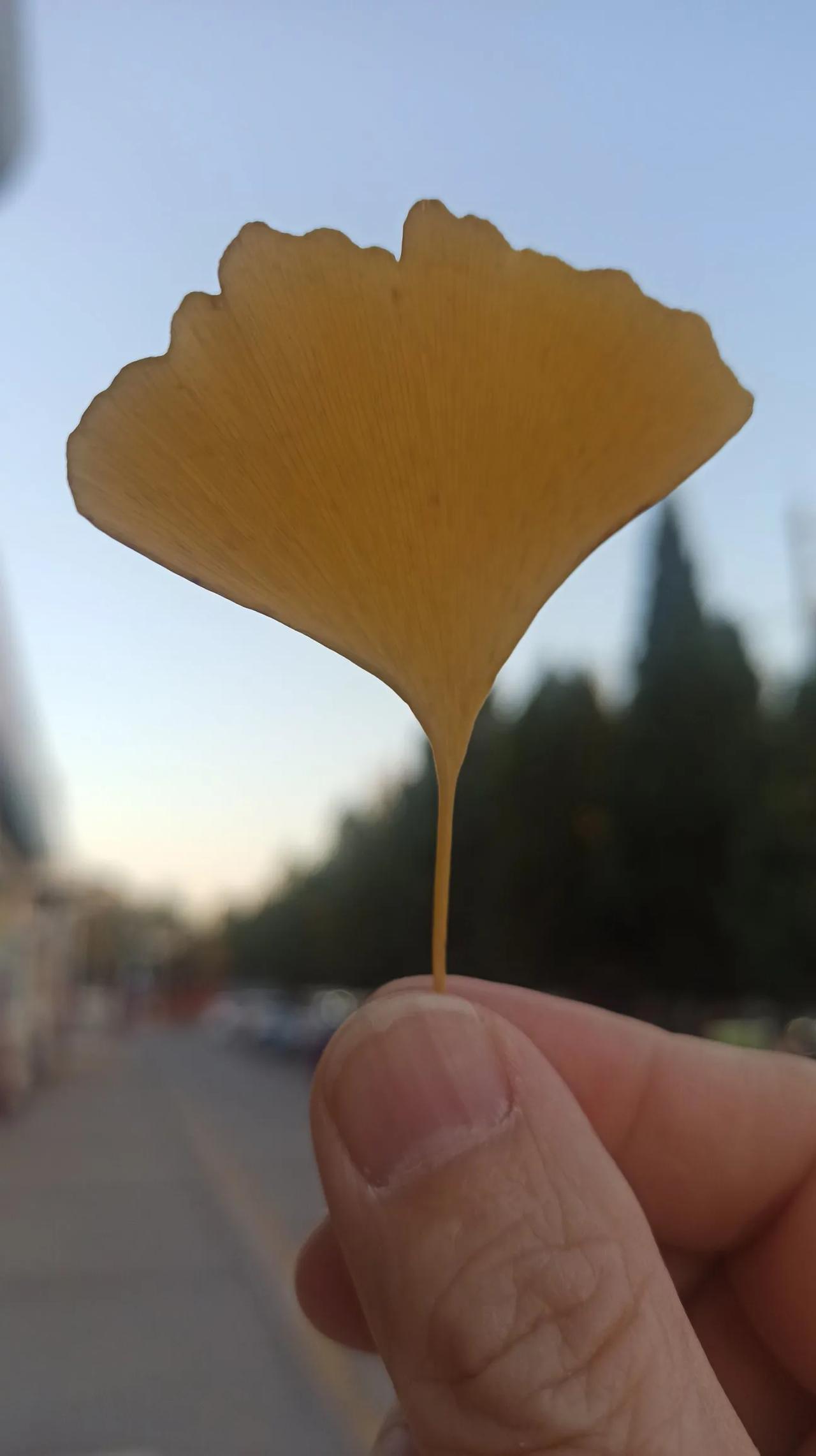 缘分是个很奇妙的东西！
今天我休息，北京连续几天的雾气终于消散了下午天气晴空万里