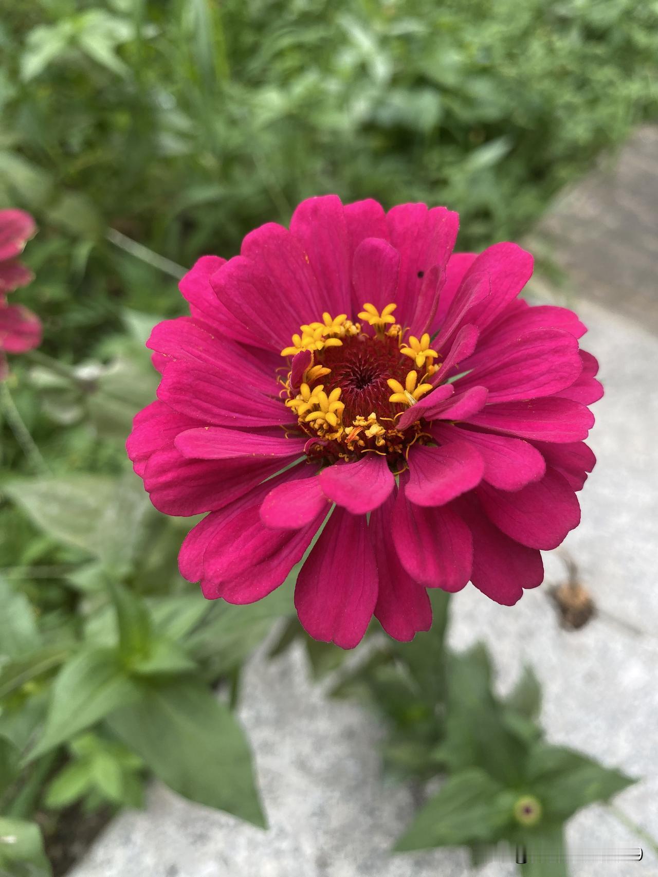 路边看见一片百日菊，玫红、橙黄、浅粉凑在一起五颜六色，开的特别绚丽。

这种花也
