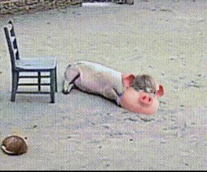 恋与深空没错沈星肥是猪 是大肥猪 是大月王的宠物猪 