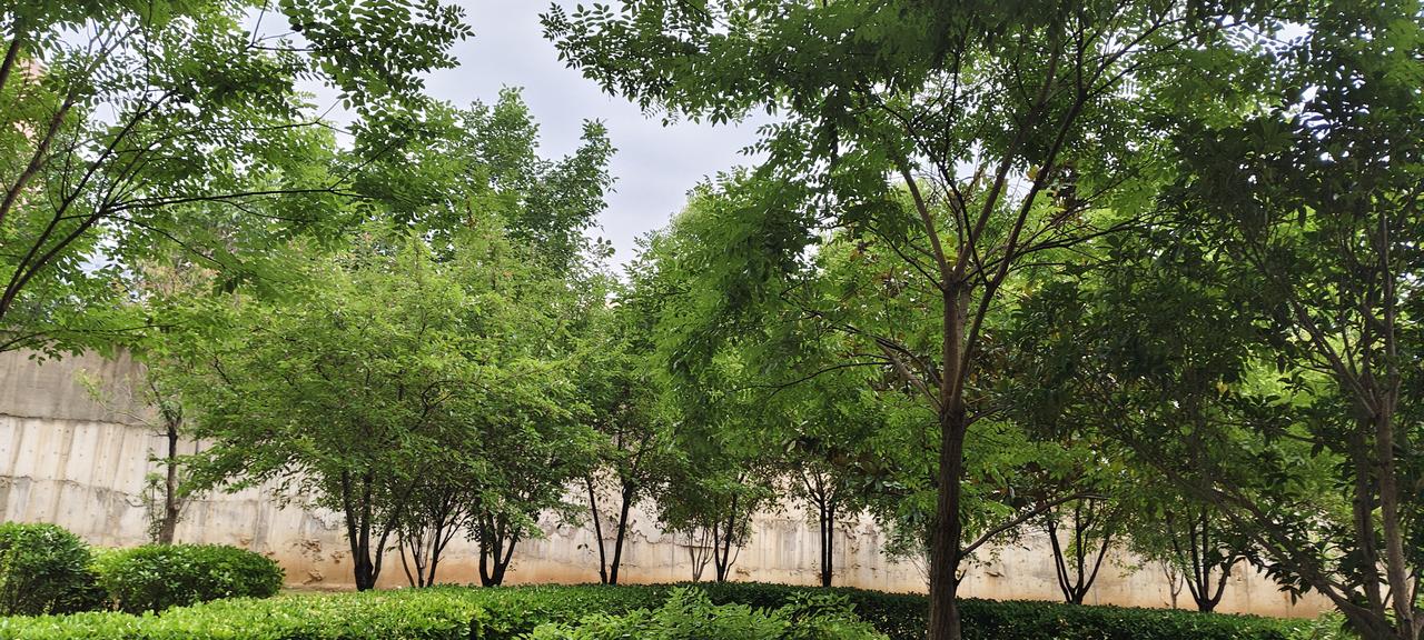 闹市藏绿意！家门口的树林治愈日常疲惫
 
走在城市街巷里，总能被这片满眼翠绿惊艳
