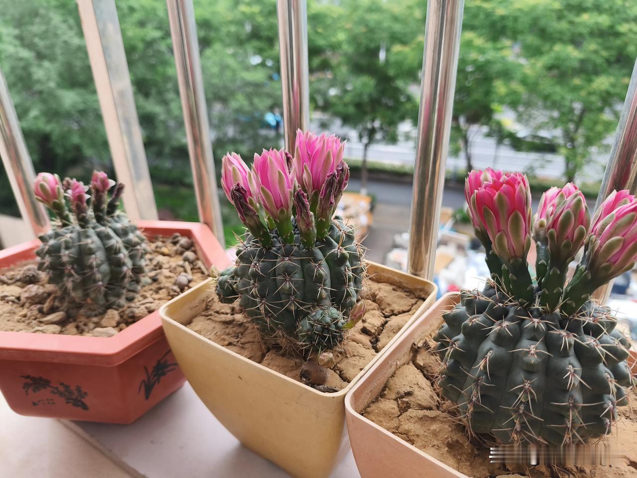 我家的绯花玉仙人球因南京天气不给力，一直萎靡不振。应该不会再开了，但不知这些花头