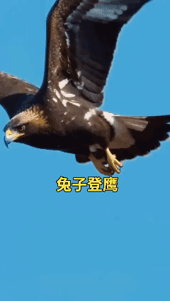 兔子蹬鹰！[泣不成声]
