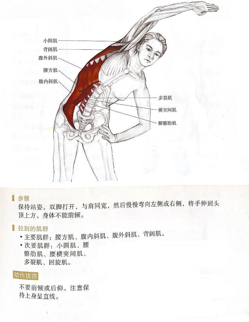 腹外斜肌拉伸好方法！轻松拥有马甲线👋