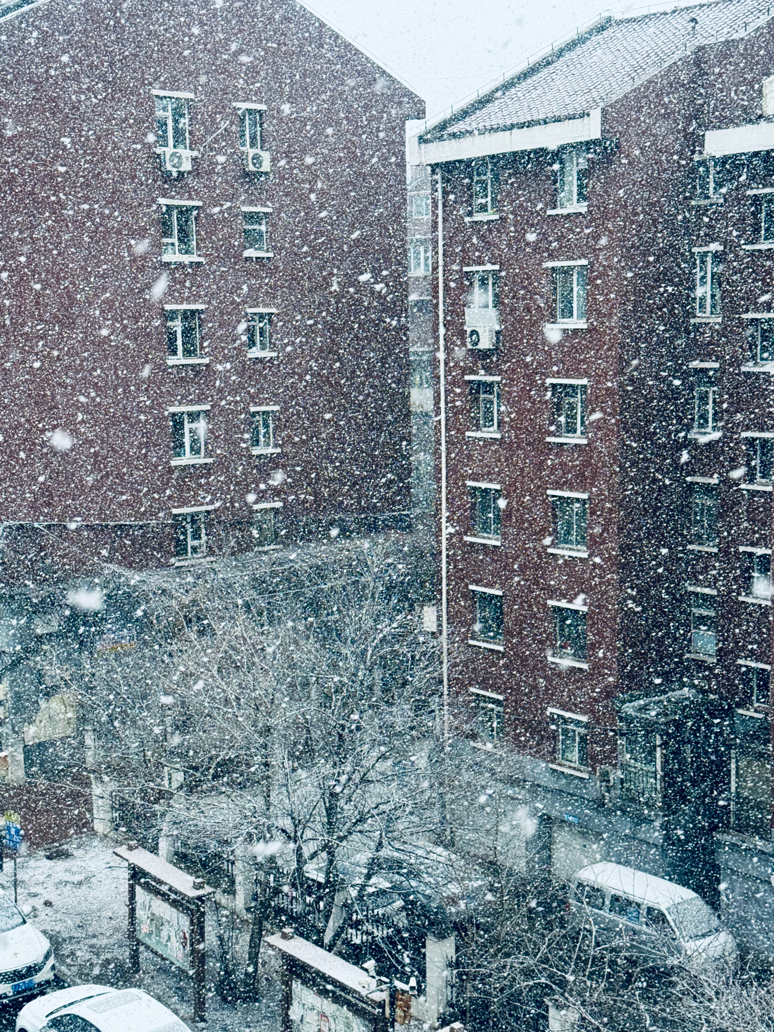 春暖花开的四月我家下大雪中… 