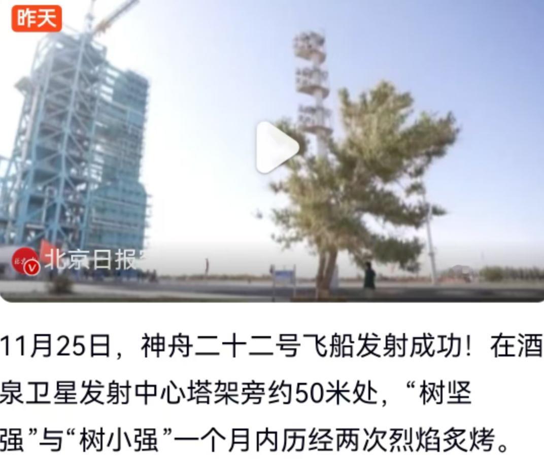 戈壁滩上的生命奇迹：两棵树如何成为中国航天史的