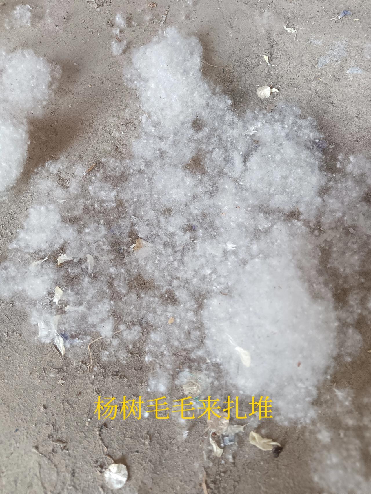 这几天，杨树生出的花絮给人们添堵，不少人皮肤过敏。
自然界的又一大害：杨树毛毛满
