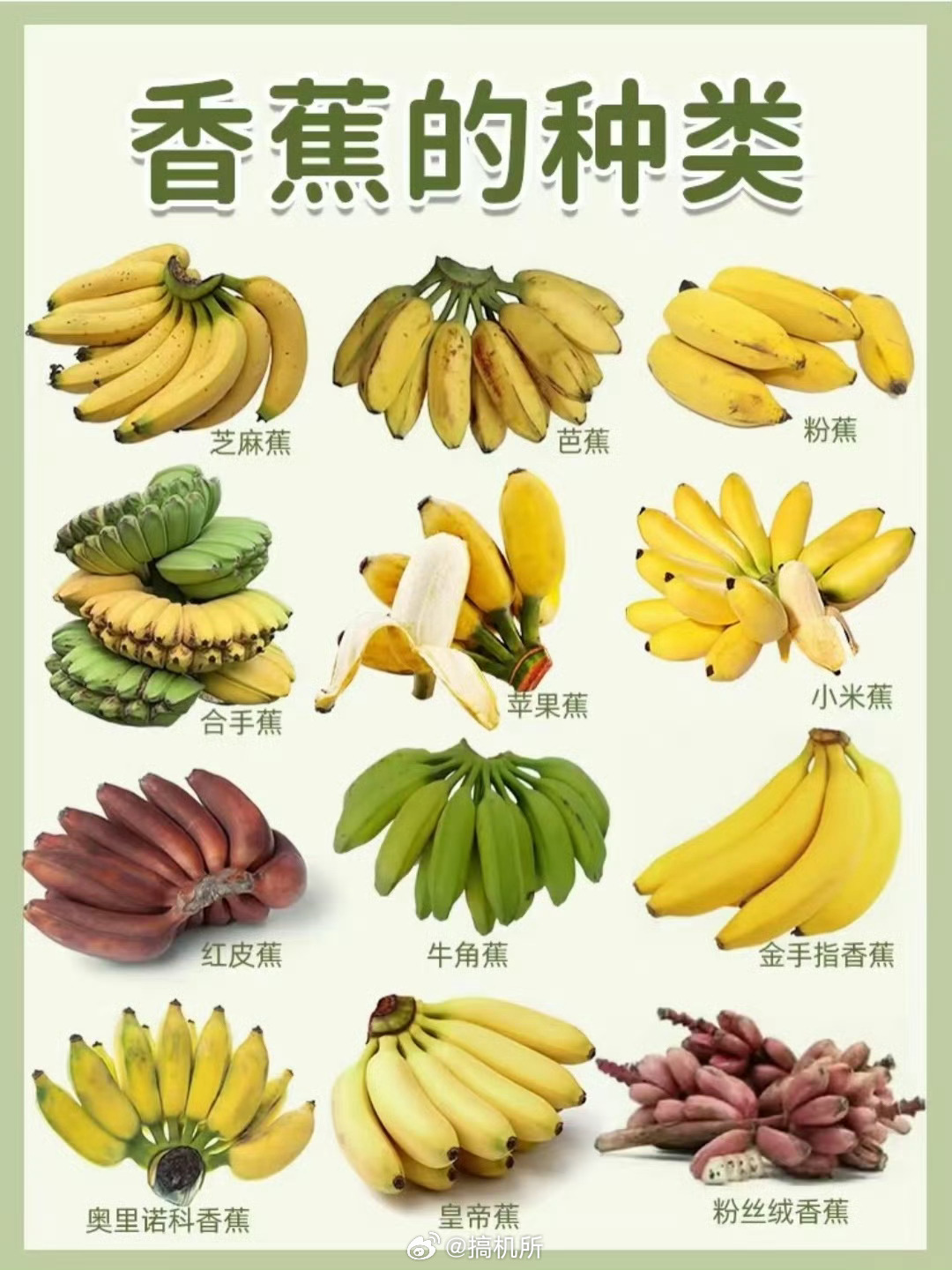 香蕉有可能会灭绝这个说法我很早之前就听说过了。目前我们所食用的香蕉，都是由大麦克