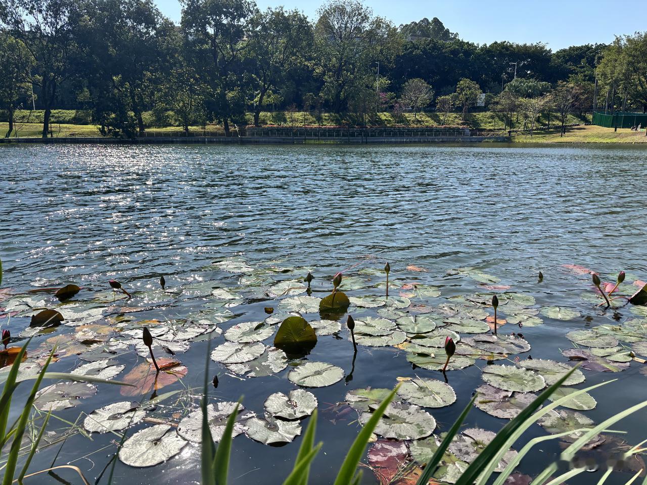 朋友一放假就阑尾炎，三天假期没有了！她先生说她一早进手术室现在还没出来呢，现在的