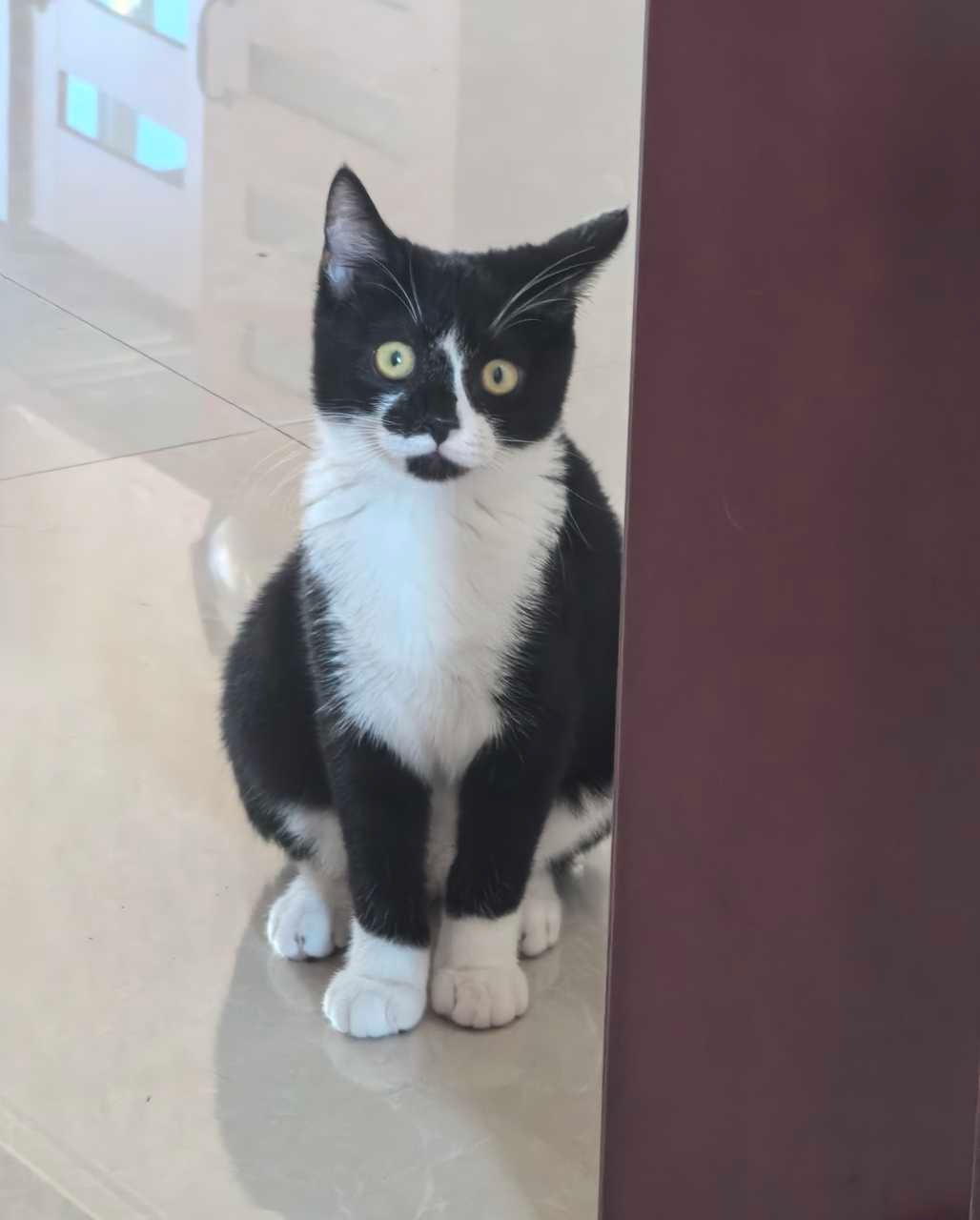 我的胆子不大不代表我不爱看热闹OK？daily奶牛猫 （投稿：） 