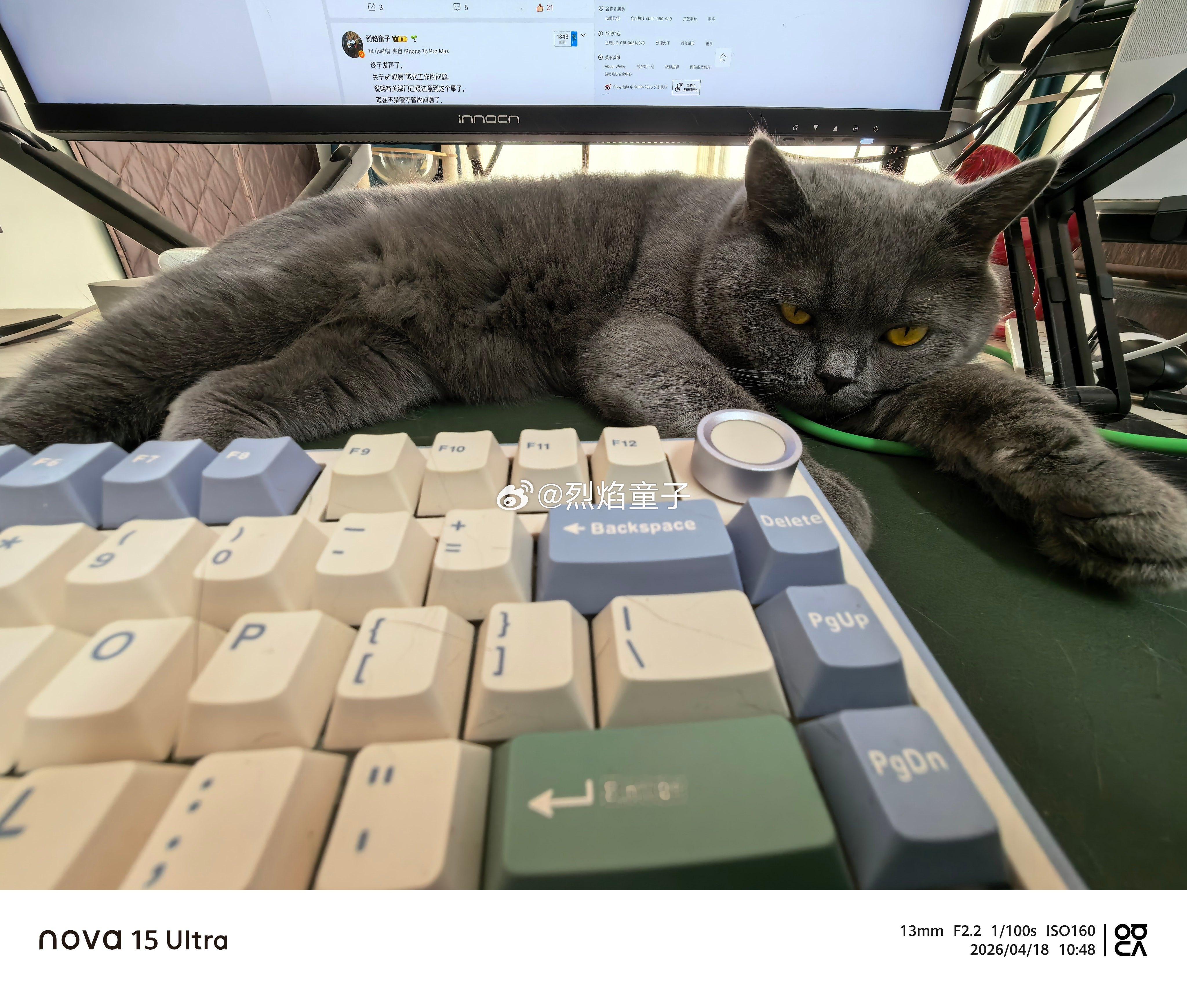 周末的美好，从霸占铲屎官的办公桌睡回笼觉开始