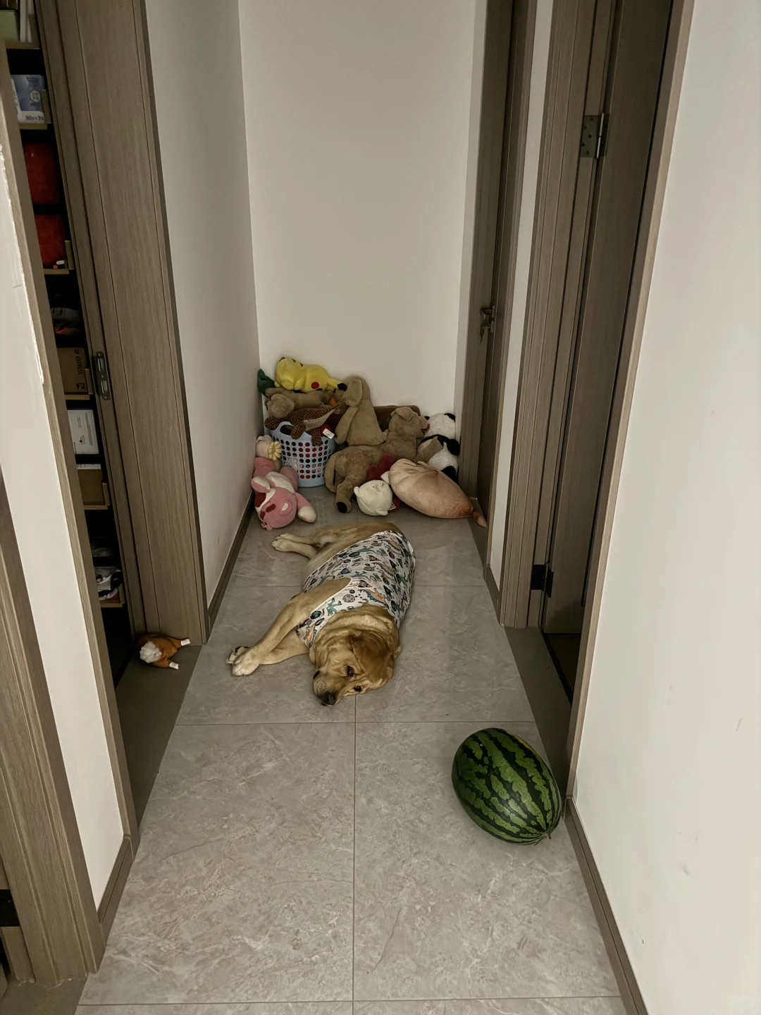 凌晨三点半，小狗突然非要吃西瓜。