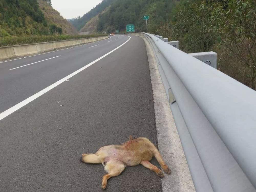 高速路上撞上保护动物法律解释——
 
一、高速意外撞保护动物：要不要担责？
- 