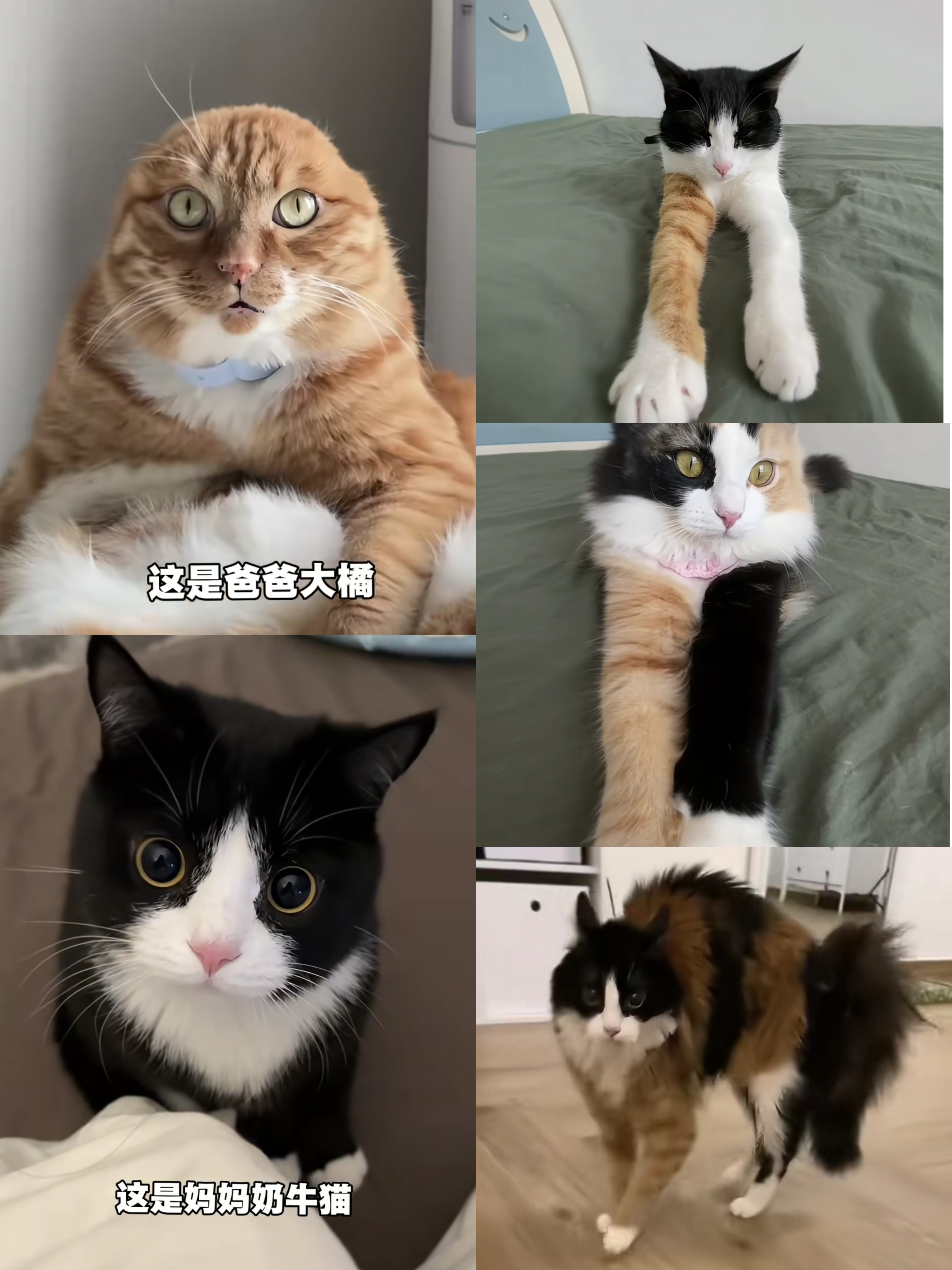 惊呆，橘猫和奶牛猫生的3个孩子居然这么的……神奇，尤其右下角的老三，什么配色啊