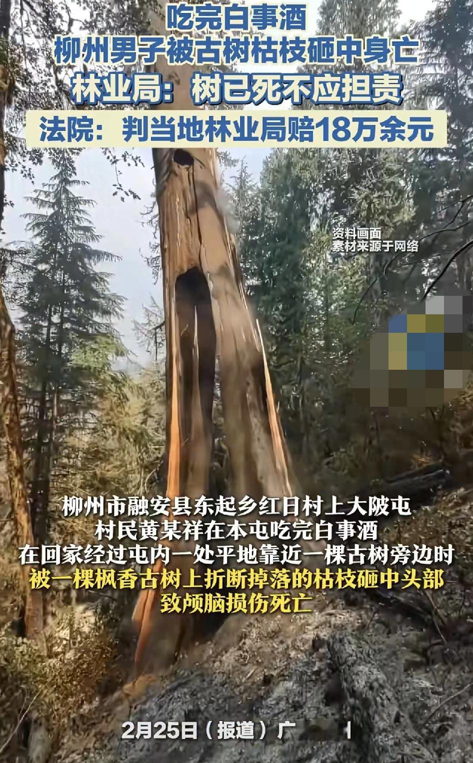 广西柳州，一男子在村里喝完白事酒之后经过一座平地的古树旁边，被折断的四季砸到头部