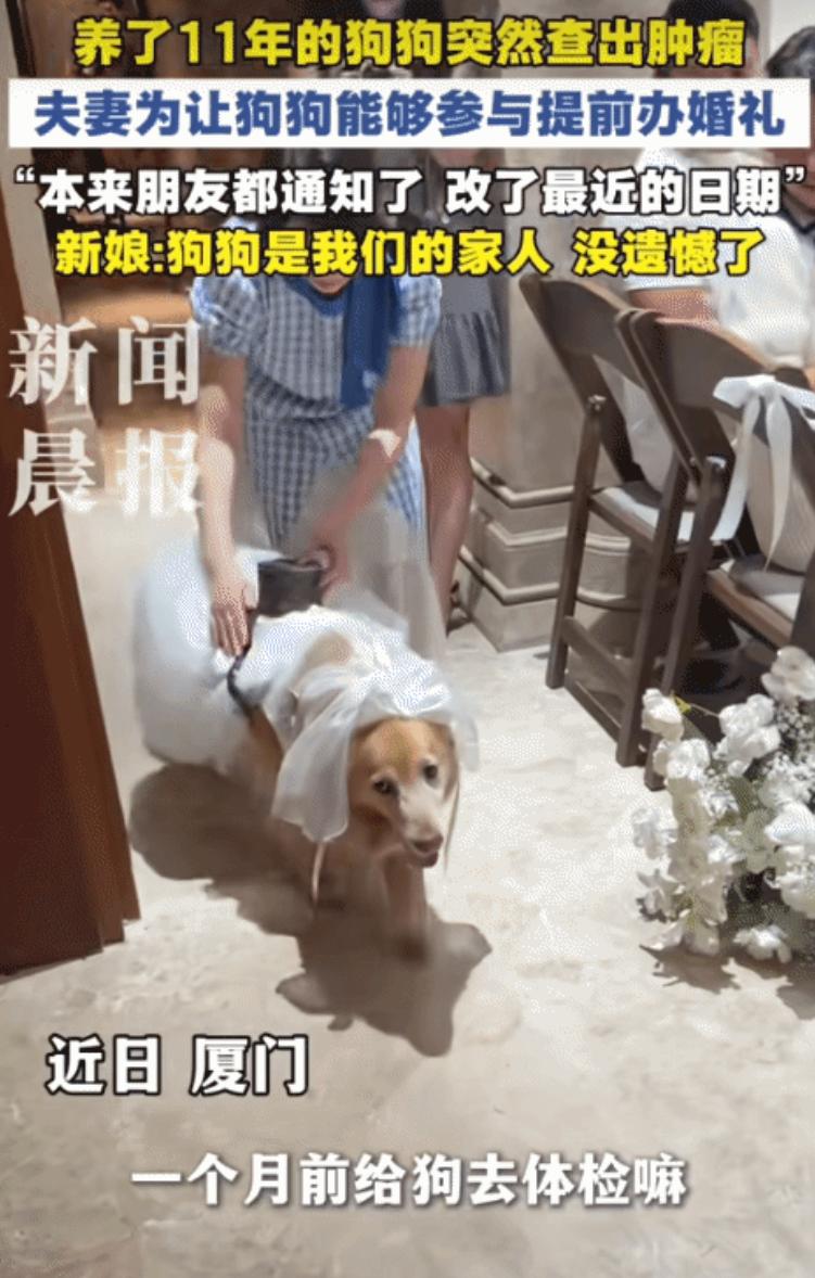 感动！厦门，一位爱狗人士，得知自己的“毛孩子”身患肿瘤，为了不让狗狗错过人生重要