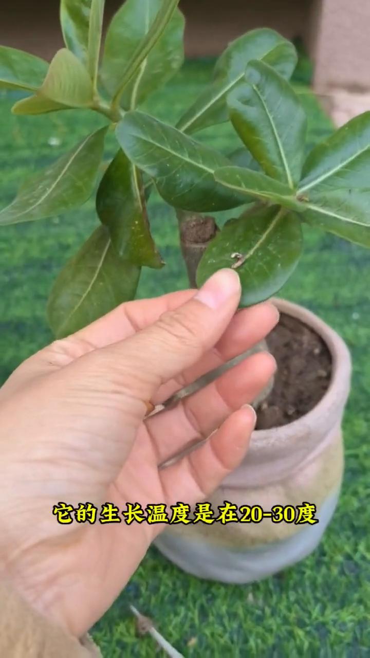 冬天养沙漠玫瑰注意这几点安全过冬。
·第一、注意保暖，它的生长温度是在20-30