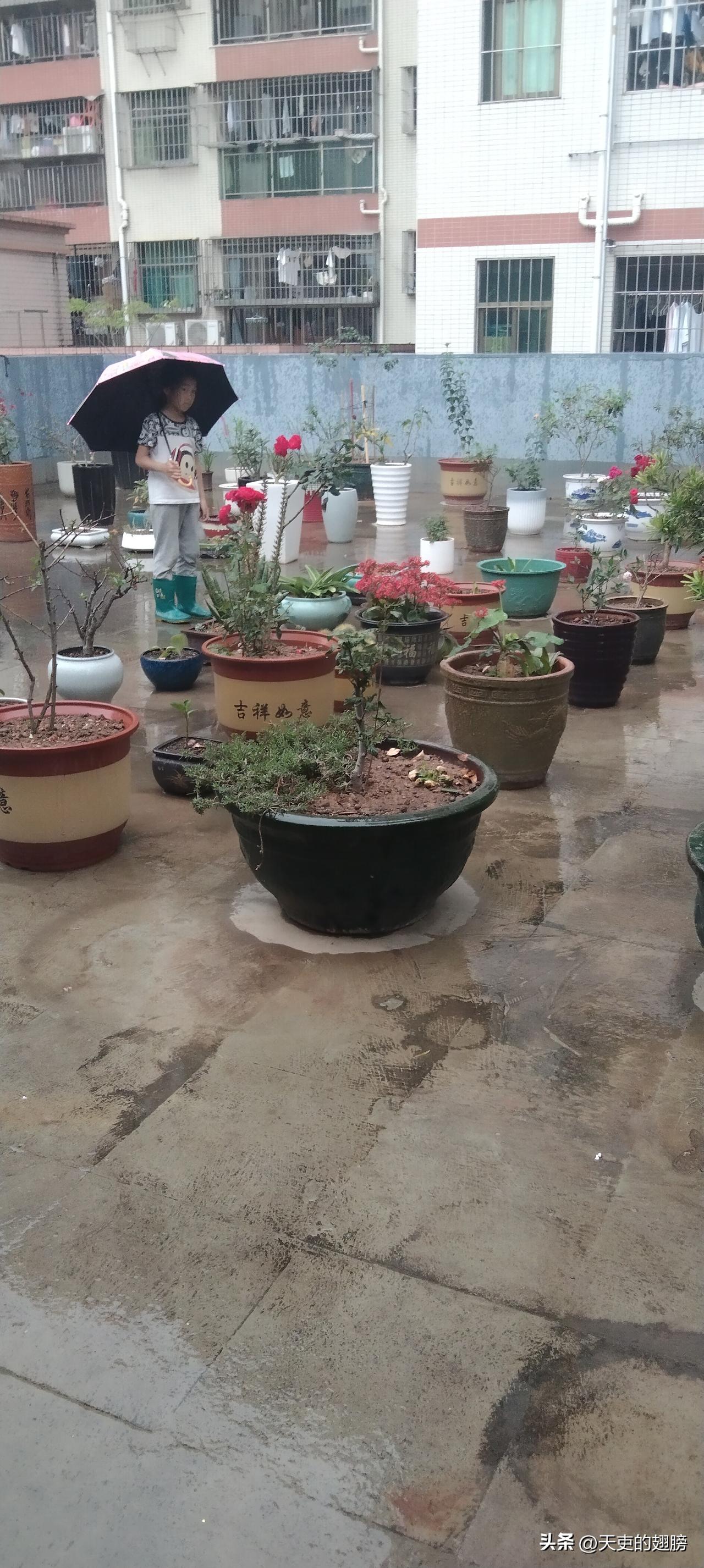 今天下着雨，一个小女孩打着伞来赏花，好难得。这么有情怀。