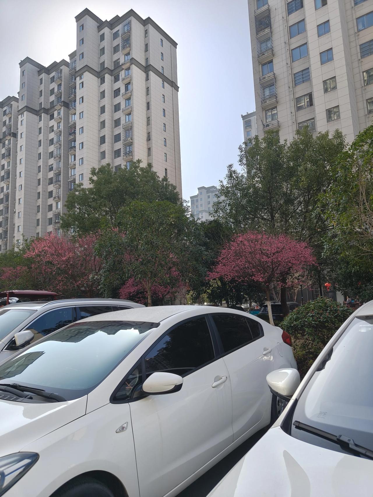 今年过年天气不错！
温度也高～舒服哈～

[耶][耶][玫瑰][玫瑰]