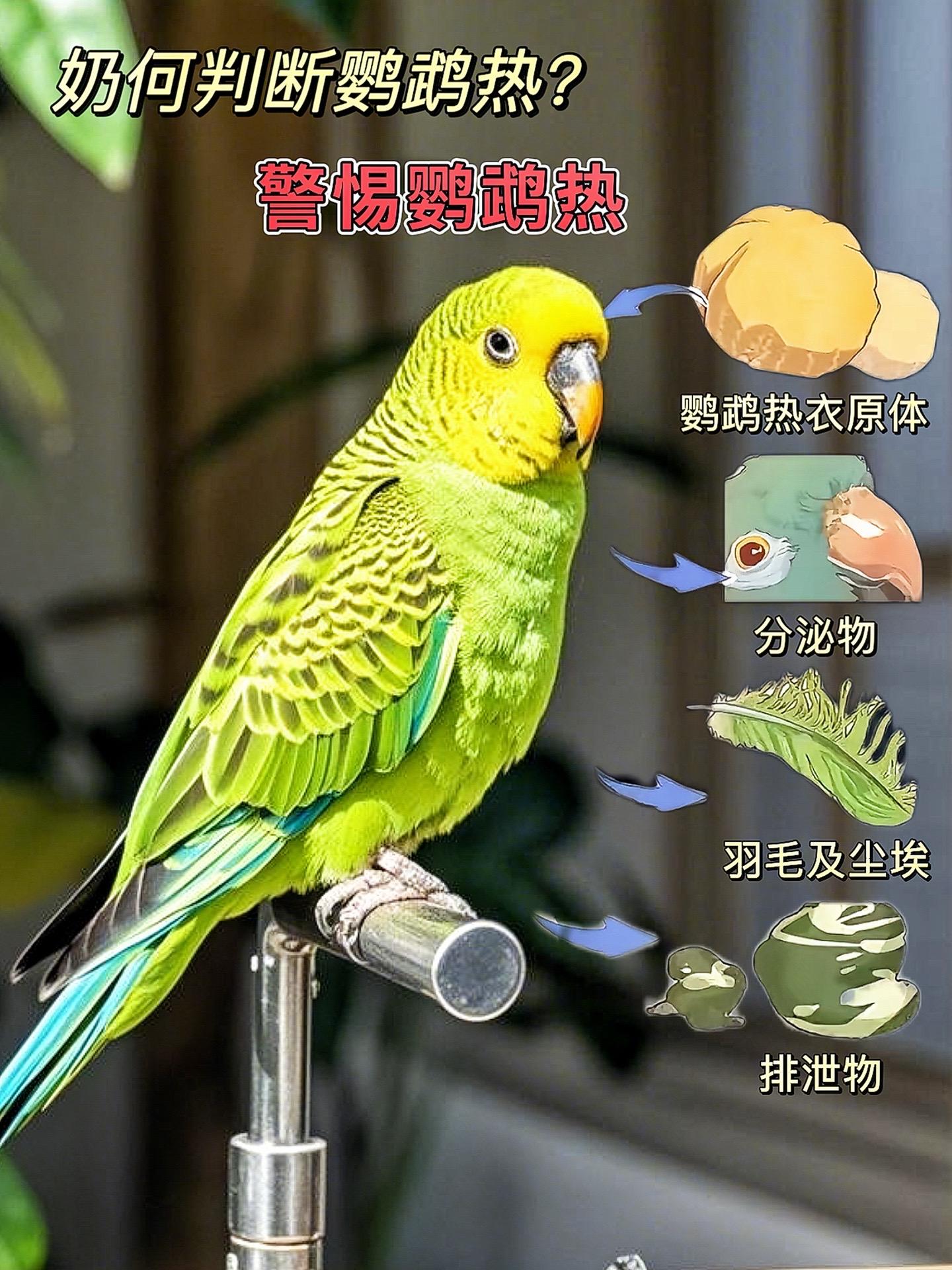 别再让病菌威胁鹦鹉！这款消毒液经专业研发，温和不刺激，能有效杀灭多种病...