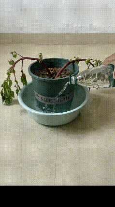 自己种的盆栽，一定要及时浇水啊