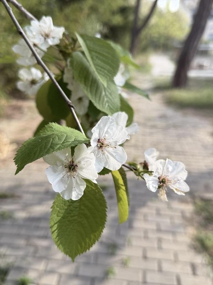杨絮漫天飞舞如何清理（27~1）对于杨絮满天飞舞如何处理这个问题，我的办法就是关
