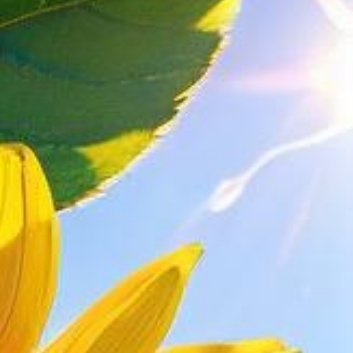 种植 🥀太阳花花籽的种植方法1、种植时间太阳花喜欢在温暖的环境中生长，气温在2