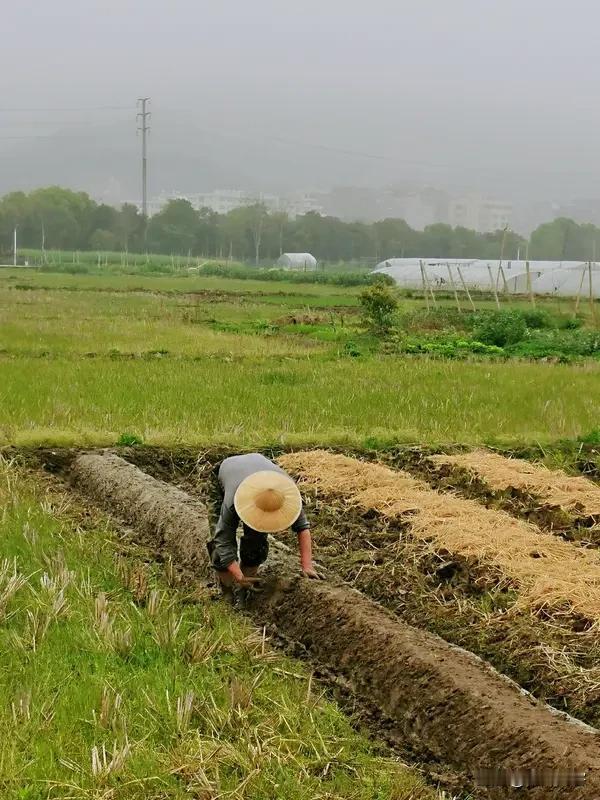 我七岁下田插秧(水稻)杀禾(水稻)。会干农村一切农活，几乎可以算一名标本式的农民