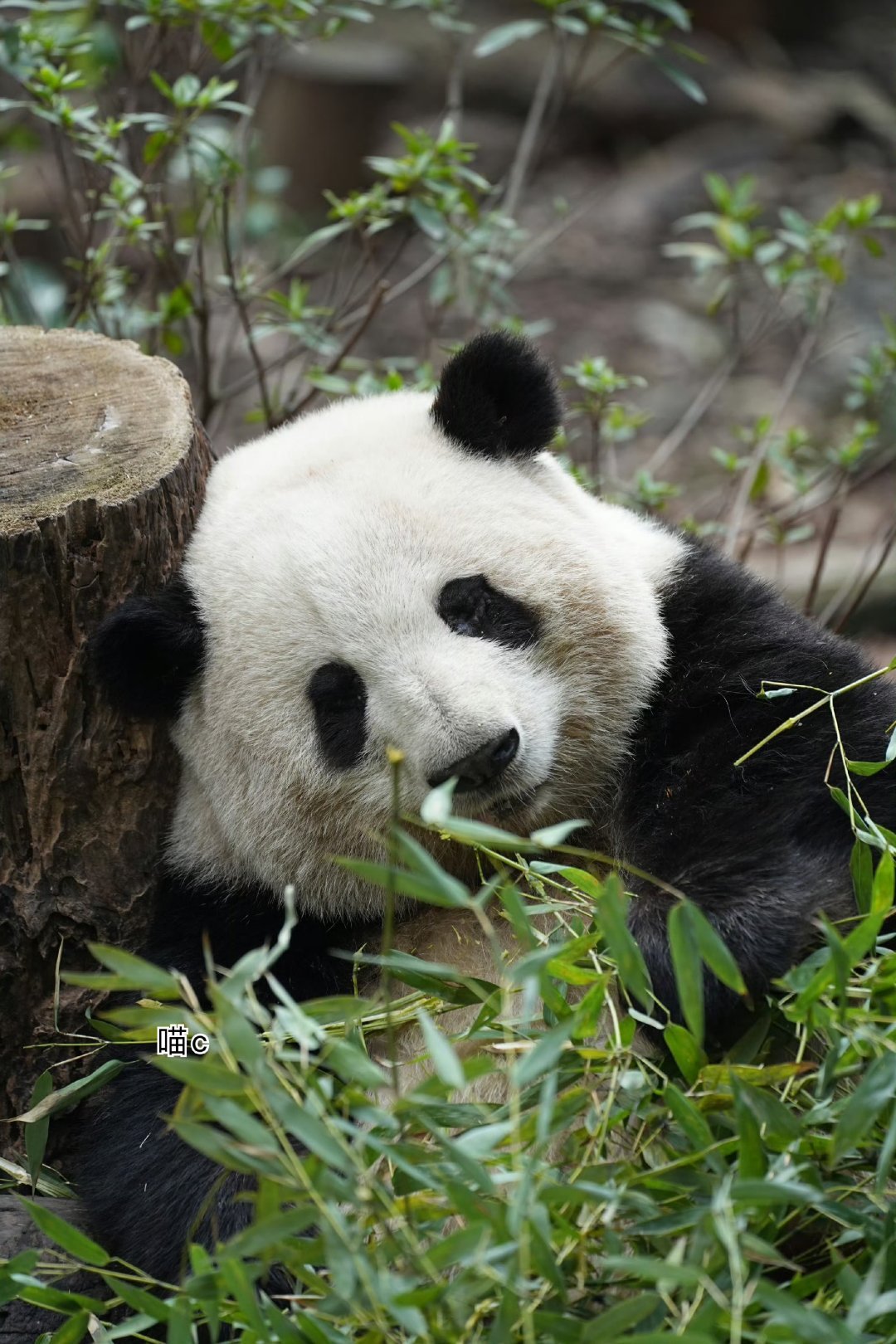 🐼熊猫守护者 🐼国宝大熊猫  🐼它们温柔、笨拙又可爱，在自然里肆意舒展，不