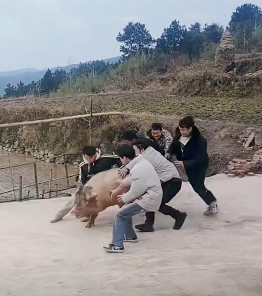 快过年了，想吃杀猪饭了。年轻人按猪的方式太独特了，想想就是一种美好！