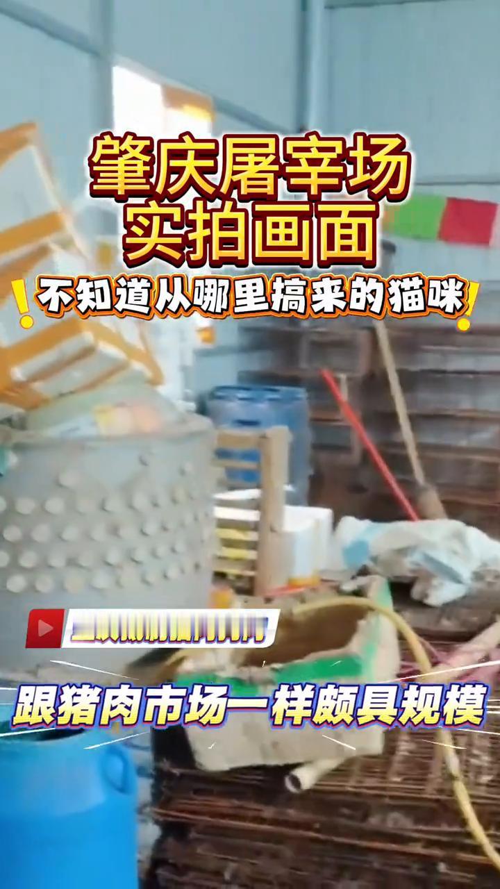 肇庆屠幸场实拍画面。
不知道从哪里搞来的猫咪，坚决抵制猫肉狗肉，跟猪肉市场一样颇