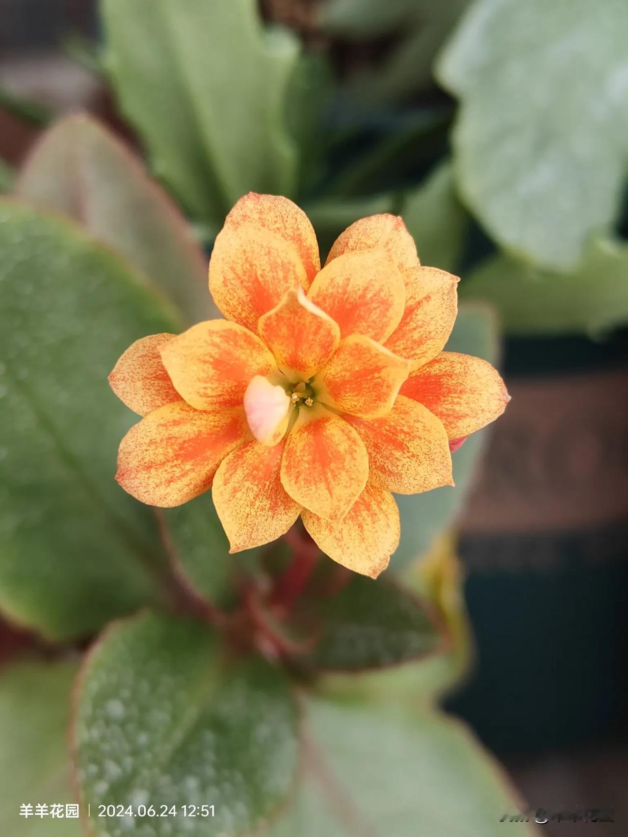 #你们养的“长寿花”开花了吗?#