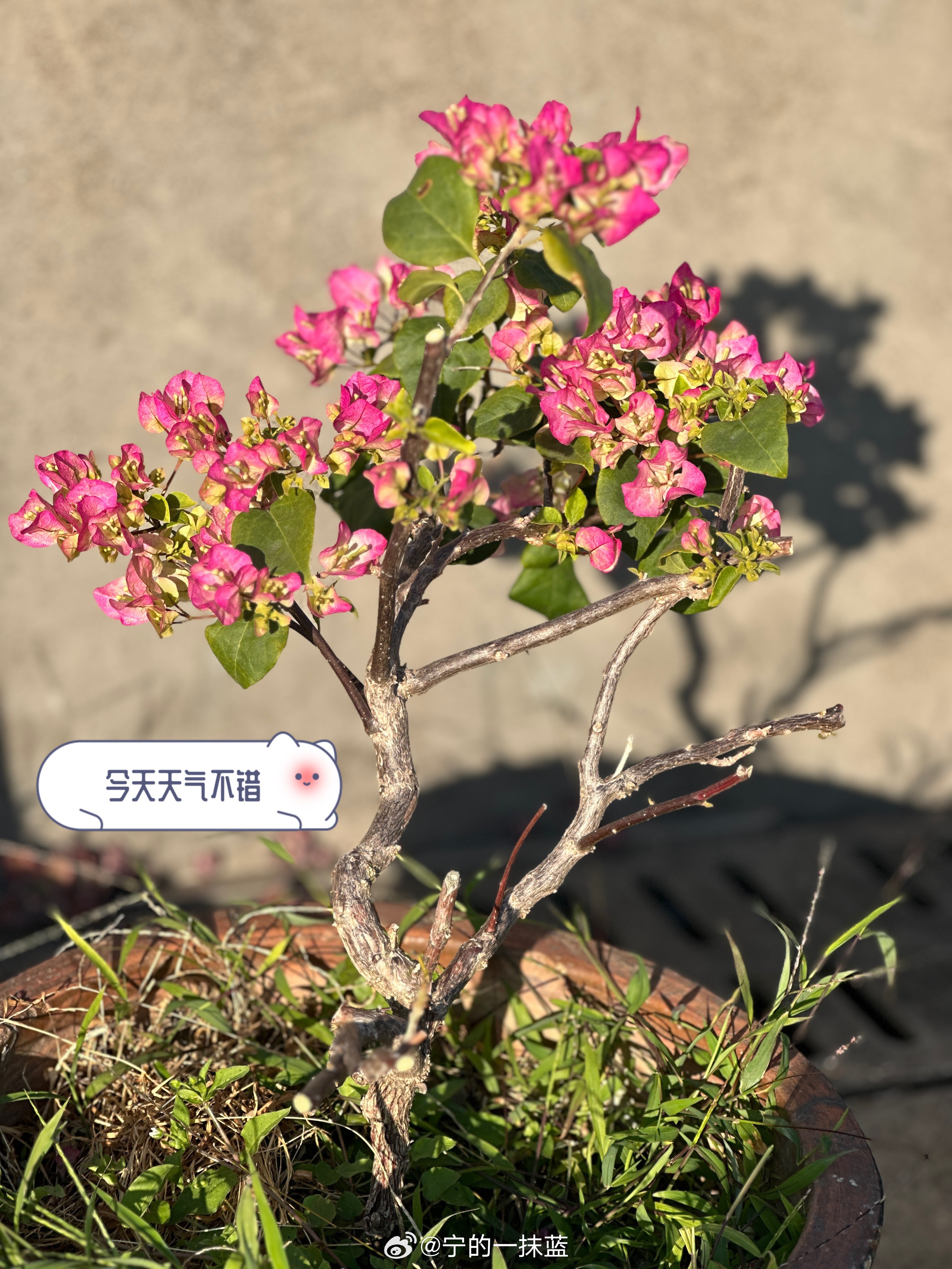 偷得浮生半日闲，把周日的时光，泡在阳光里，揉进微风里!治愈系