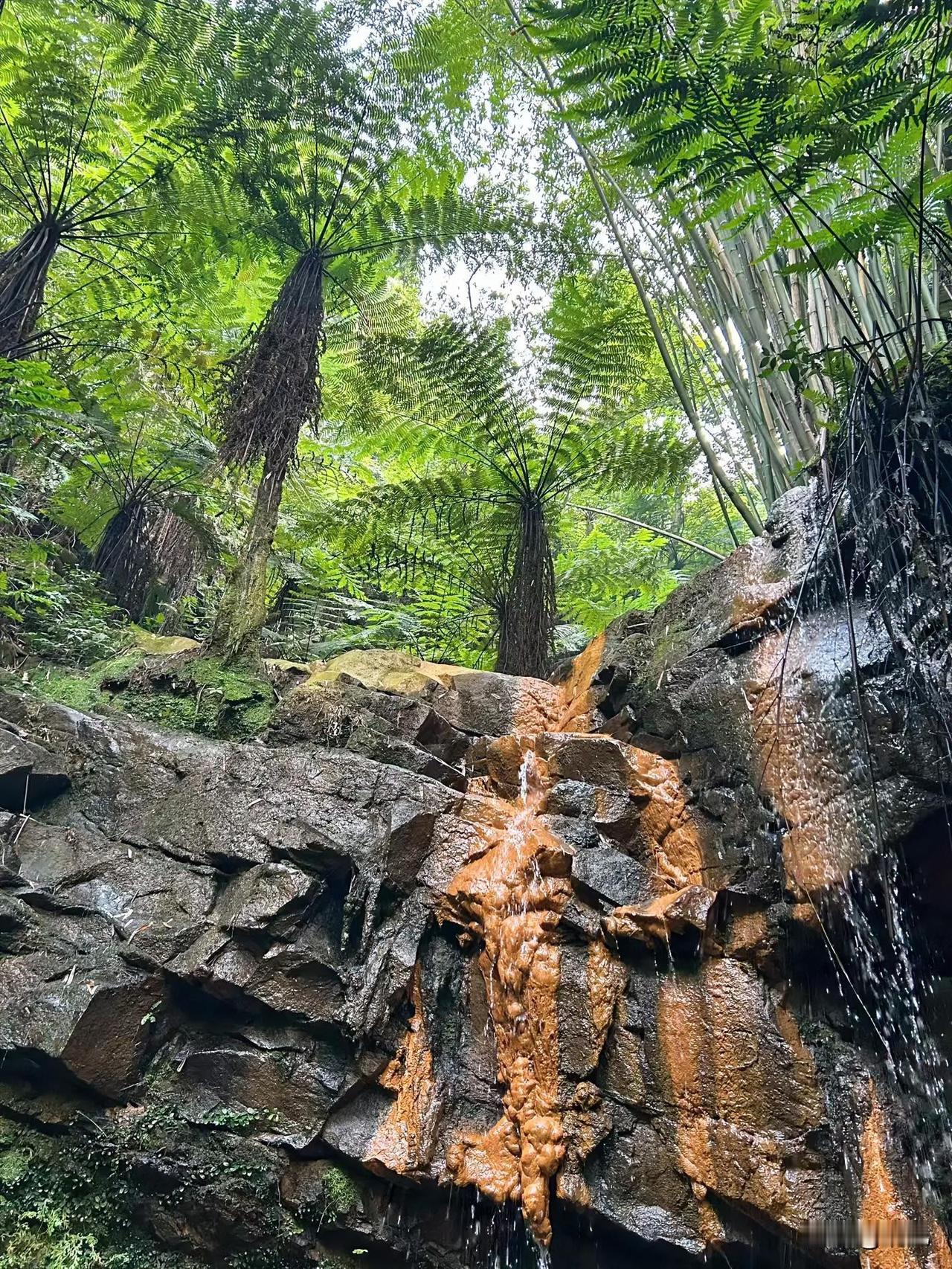 钻进这片林子的瞬间，感觉整个人都被裹进了绿色的浪里！

抬头全是直冲天际的桫椤树