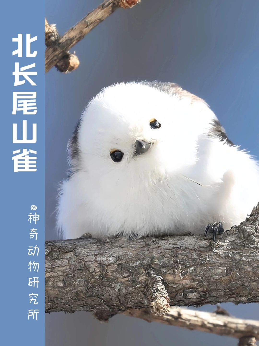 每天了解一种趣味动物👀北长尾山雀