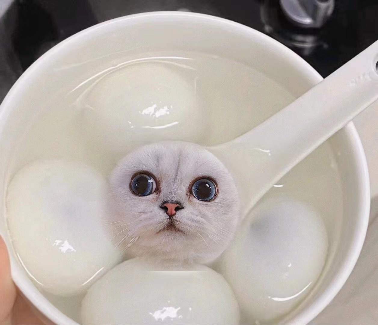 这个一定要今天发出来！！太可爱了！！！！#银点##辣椒家新家回访##英国短毛猫#